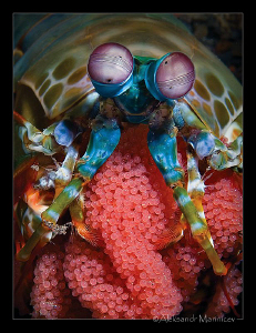 Mantis shrimp with eggs by Aleksandr Marinicev 